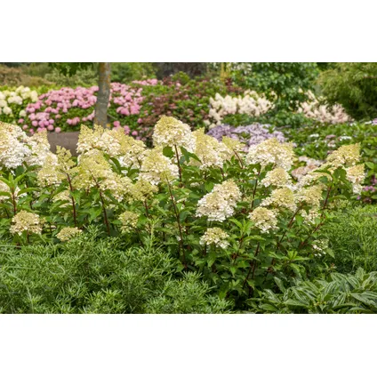 Hortensia Paniculata - Mix van 3 - Tuinplanten - Pot 9cm - Hoogte 25-35cm 5