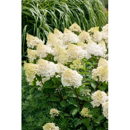 Hortensia Paniculata - Mix van 3 - Tuinplanten - Pot 9cm - Hoogte 25-35cm 6