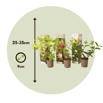 Hortensia Paniculata - Mix van 3 - Tuinplanten - Pot 9cm - Hoogte 25-35cm 7