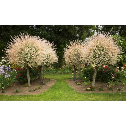 Salix Flamingo - Set van 4 - Bonte Wilg - Pot 17cm - Hoogte 60-80cm 6