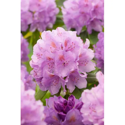 Rhododendron - Mélange de 3 - Violet, blanc, rose - Pot 9cm - Hauteur 25-40cm 2