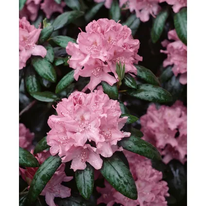 Rhododendron - Mélange de 3 - Violet, blanc, rose - Pot 9cm - Hauteur 25-40cm 3