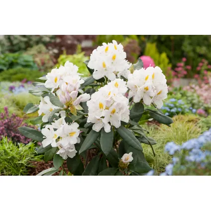 Rhododendron - Mélange de 3 - Violet, blanc, rose - Pot 9cm - Hauteur 25-40cm 4