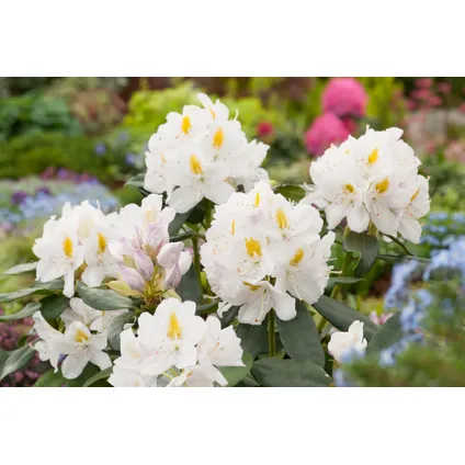 Rhododendron - Mélange de 3 - Violet, blanc, rose - Pot 9cm - Hauteur 25-40cm 5