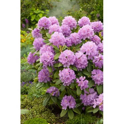 Rhododendron - Mélange de 3 - Violet, blanc, rose - Pot 9cm - Hauteur 25-40cm 6