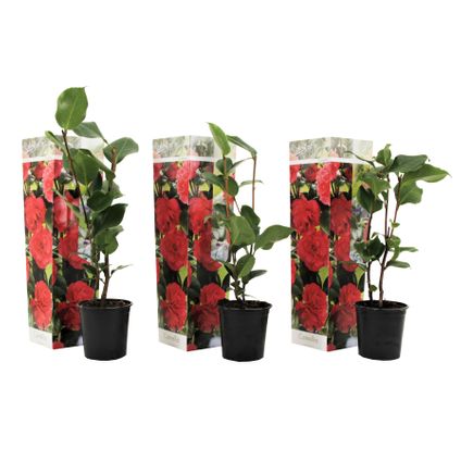 Camellia Japonica - Set van 3 - Rood - Japanse Rozen - Pot 9cm - Hoogte 25-40cm