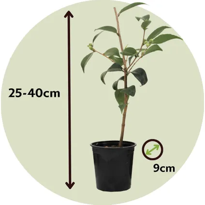 Camellia Japonica - Set van 3 - Rood - Japanse Rozen - Pot 9cm - Hoogte 25-40cm 2