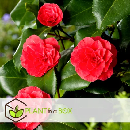 Camellia Japonica - Set van 3 - Rood - Japanse Rozen - Pot 9cm - Hoogte 25-40cm 3