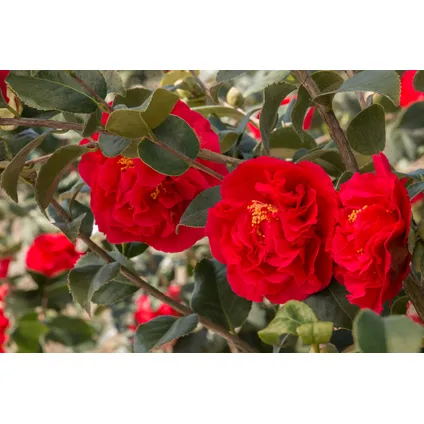 Camellia Japonica - Set van 3 - Rood - Japanse Rozen - Pot 9cm - Hoogte 25-40cm 4