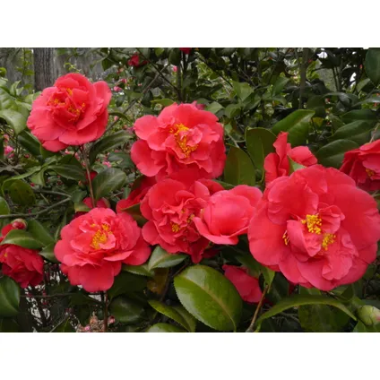 Camellia Japonica - Set van 3 - Rood - Japanse Rozen - Pot 9cm - Hoogte 25-40cm 5