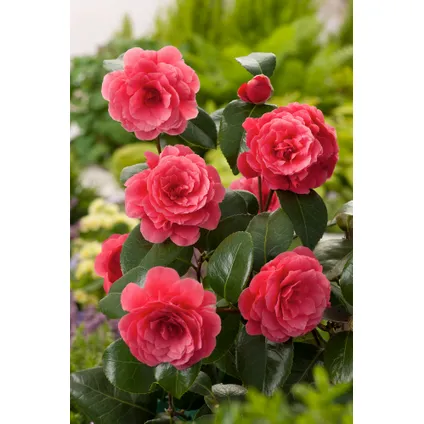 Camellia Japonica - Set van 3 - Rood - Japanse Rozen - Pot 9cm - Hoogte 25-40cm 6