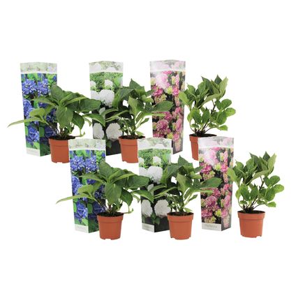 Hydrangea macrophylla - Mix van 6 - Hortensia - Pot 9cm - Hoogte 25-40cm