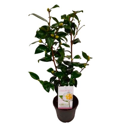 Camellia japonica 'Brushfield's Yellow' - Japanse roos - ⌀15cm - Hoogte 50-60cm