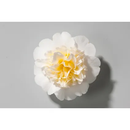 Camellia japonica 'Brushfield's Yellow' - Japanse roos - ⌀15cm - Hoogte 50-60cm 2