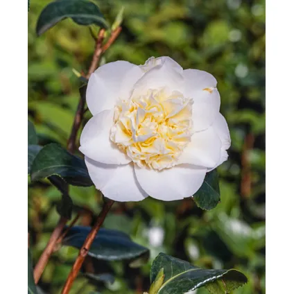 Camellia japonica 'Brushfield's Yellow' - Japanse roos - ⌀15cm - Hoogte 50-60cm 3