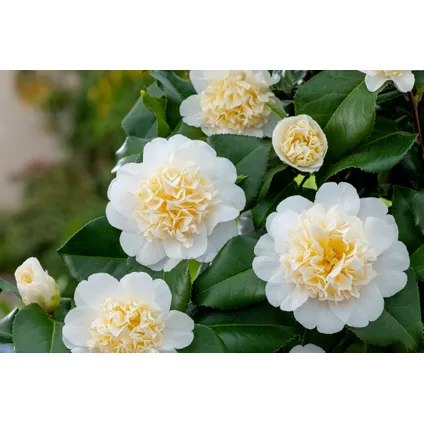 Camellia japonica 'Brushfield's Yellow' - Japanse roos - ⌀15cm - Hoogte 50-60cm 4