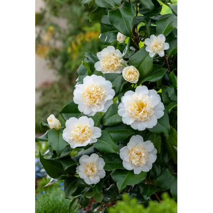 Camellia japonica 'Brushfield's Yellow' - Japanse roos - ⌀15cm - Hoogte 50-60cm 5