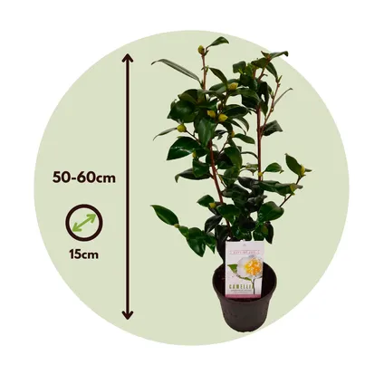 Camellia japonica 'Brushfield's Yellow' - Japanse roos - ⌀15cm - Hoogte 50-60cm 6