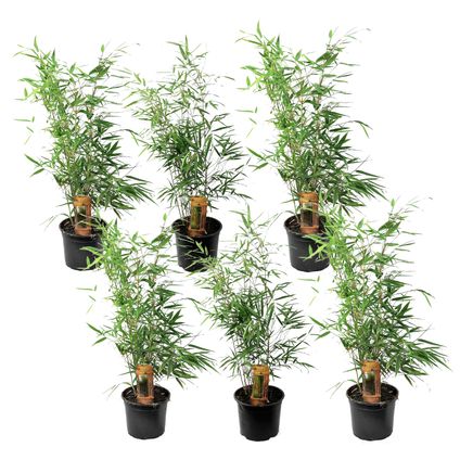 Fargesia Rufa - Set de 6 - Bambou non invasif - Pot 13cm - Hauteur 25-40cm