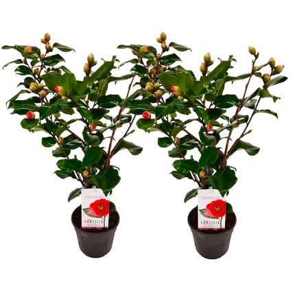Camellia japonica 'Dr. King' - Set van 2 - Japanse Roos - ⌀15cm - Hoogte 50-60cm