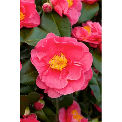 Camellia japonica 'Dr. King' - Set van 2 - Japanse Roos - ⌀15cm - Hoogte 50-60cm 2