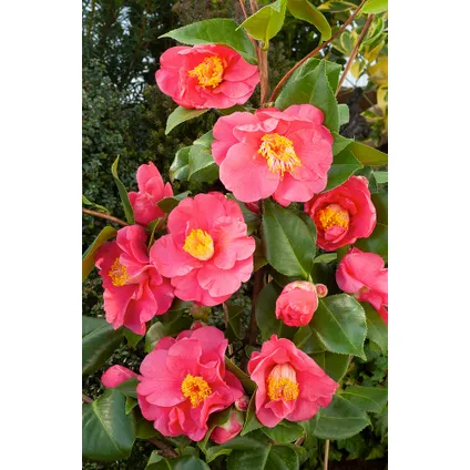Camellia japonica 'Dr. King' - Set van 2 - Japanse Roos - ⌀15cm - Hoogte 50-60cm 3