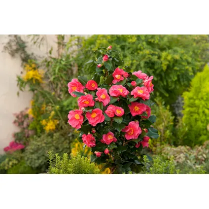 Camellia japonica 'Dr. King' - Set van 2 - Japanse Roos - ⌀15cm - Hoogte 50-60cm 4