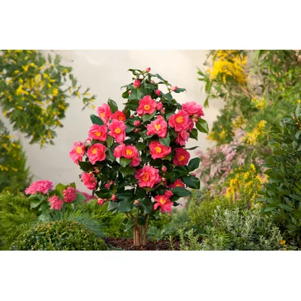 Camellia japonica 'Dr. King' - Set van 2 - Japanse Roos - ⌀15cm - Hoogte 50-60cm 5