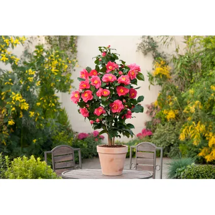Camellia japonica 'Dr. King' - Set van 2 - Japanse Roos - ⌀15cm - Hoogte 50-60cm 6