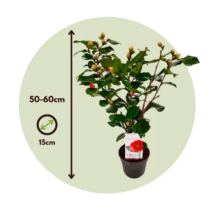 Camellia japonica 'Dr. King' - Set van 2 - Japanse Roos - ⌀15cm - Hoogte 50-60cm 7