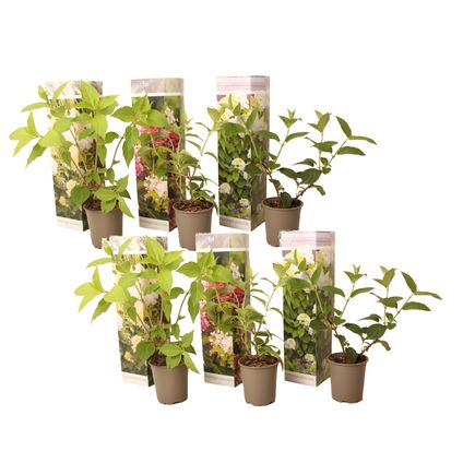 Hydrangea Paniculata - Mélange de 6 - Hortensia - Pot 9cm - Hauteur 25-35cm