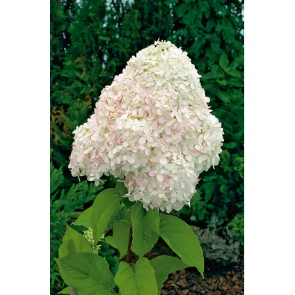 Hydrangea Paniculata - Mélange de 6 - Hortensia - Pot 9cm - Hauteur 25-35cm 3