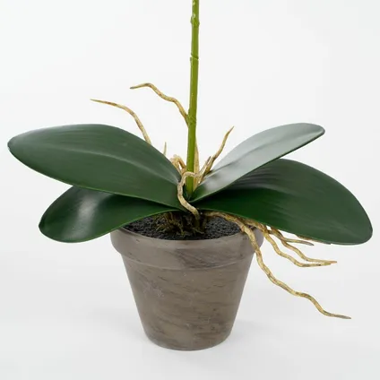Mica Decorations Kunstplant - phalaenopsis orchidee - wit - 48 cm 5
