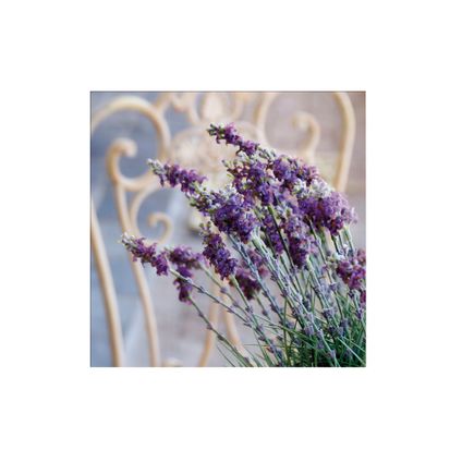 Tableau de Jardin Amour de Lavande 50 x 50cm Violet, vert, gris