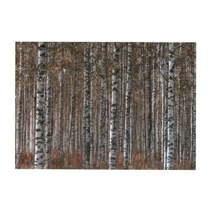 Tableau de Jardin Forêt de bouleaux 50 x 70cm Marron, gris