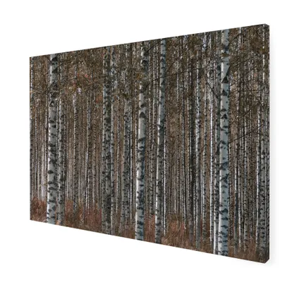 Tableau de Jardin Forêt de bouleaux 50 x 70cm Marron, gris 3