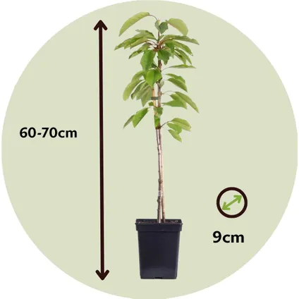 Fruitbomen - Mix van 8 - Prunus - Pyrus - Malus - Pot 9cm - Hoogte 60-70cm 2