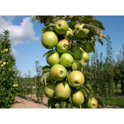 Fruitbomen - Mix van 8 - Prunus - Pyrus - Malus - Pot 9cm - Hoogte 60-70cm 5