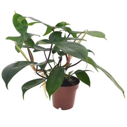 Philodendron 'Florida Groen' - Pot 12cm - Hoogte 20-30cm