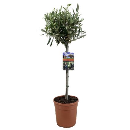 Olea Europaea - olivier rustique sur tige - Pot 19cm - Hauteur 80-90cm