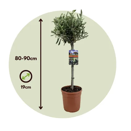 Olea Europaea - Winterharde olijfboom op stam - Pot 19cm - Hoogte 80-90cm 2