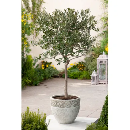 Olea Europaea - Winterharde olijfboom op stam - Pot 19cm - Hoogte 80-90cm 4