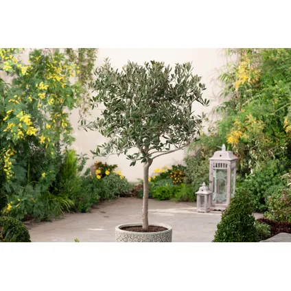 Olea Europaea - Winterharde olijfboom op stam - Pot 19cm - Hoogte 80-90cm 5
