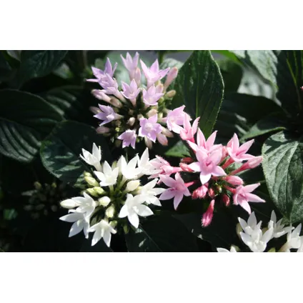 Starcluster Pentas - Rubiaceae - Mix van 3 - Pot 13cm - Hoogte 25-45cm 6