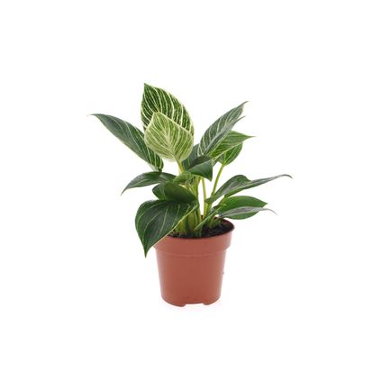 Philodendron 'White Wave' - Pot 12cm - Hoogte 20-30cm