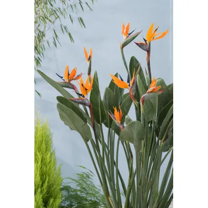 Strelitzia Reginea - Set van 3 - Paradijsvogelbloem - Pot 9cm - Hoogte 25-40cm 6