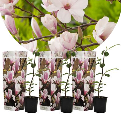 Magnolia Soulangea - Set van 3 - Roze bloemen - Tuin - Pot 9cm - Hoogte 25-40cm