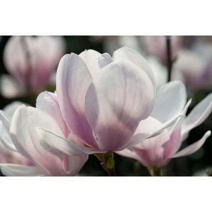 Magnolia Soulangea - Set de 3 - Fleurs roses - Pot 9cm - Hauteur 25-40cm 3