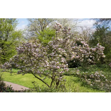 Magnolia Soulangea - Set de 3 - Fleurs roses - Pot 9cm - Hauteur 25-40cm 4