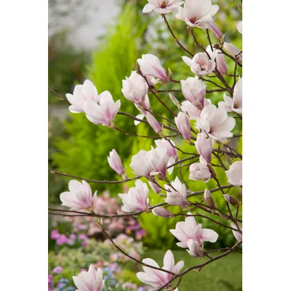 Magnolia Soulangea - Set de 3 - Fleurs roses - Pot 9cm - Hauteur 25-40cm 5